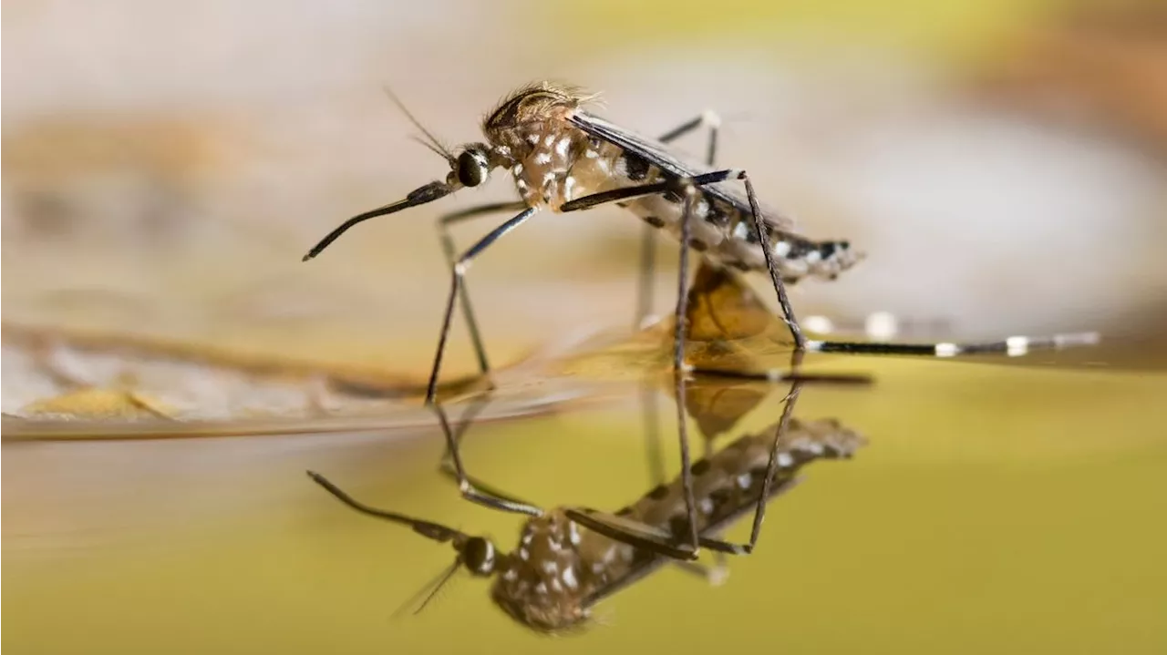  Kampf gegen Malaria! So will man Moskitos eindämmen