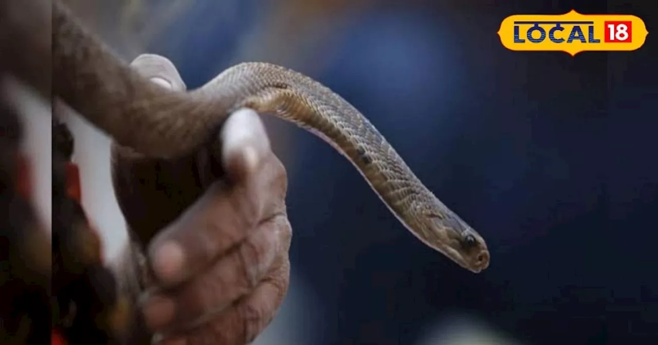 Snake bite: सांप काट ले तो भूलकर भी ना करें ये काम, वरना चली जाएगी जान