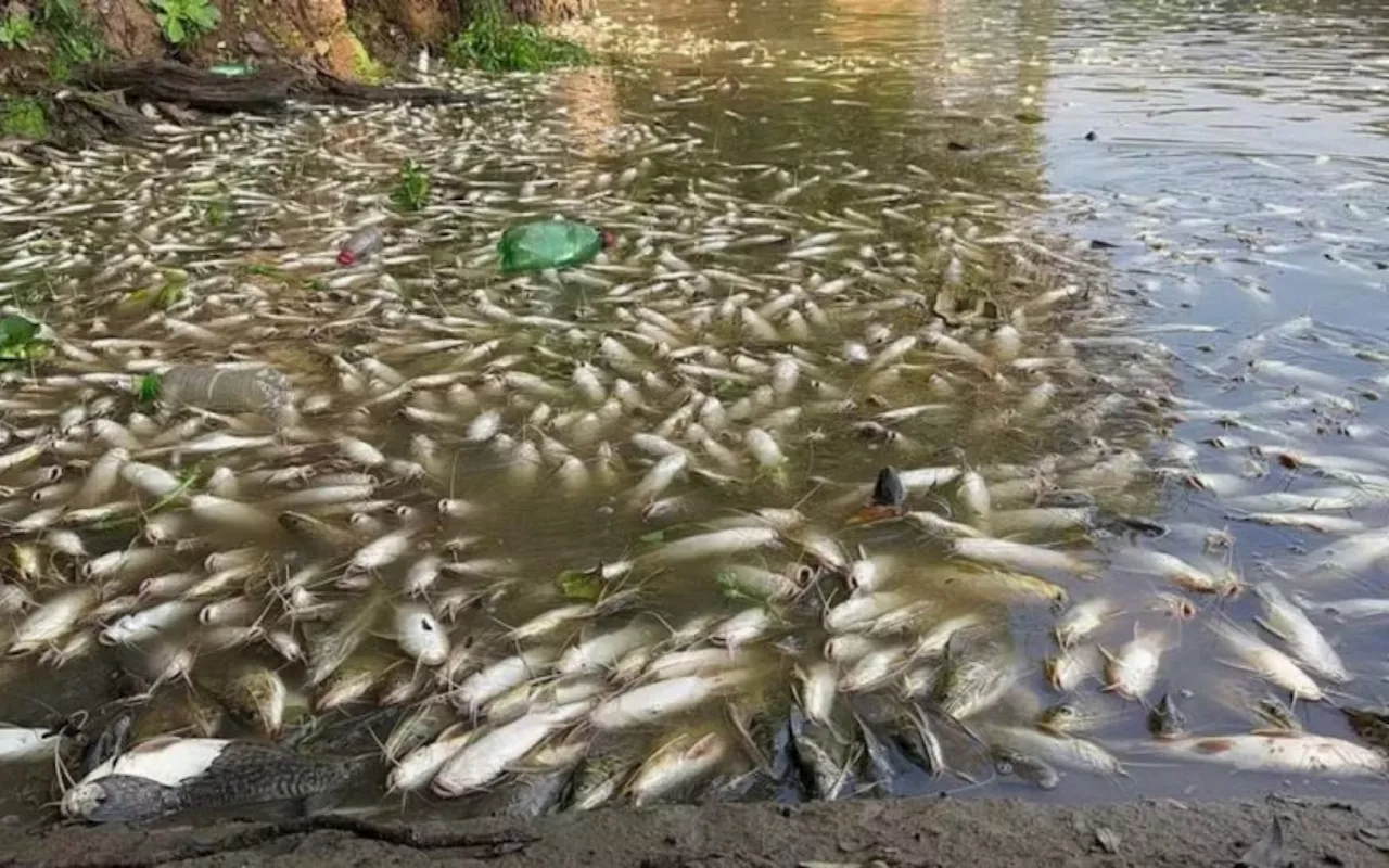 Cetesb multa usina por morte de peixes; MP vai apurar responsabilidade