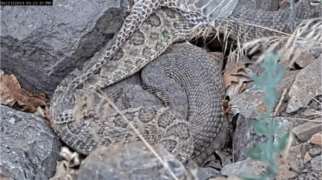 Câmera registra a vida de centenas de cobras em uma ‘mega toca’ nos EUA; vídeo