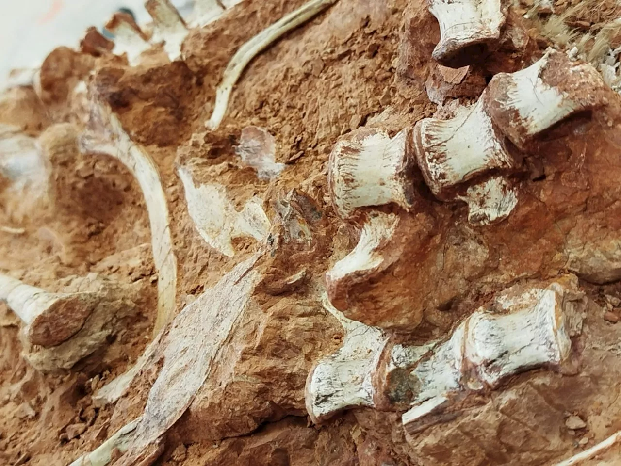 Pesquisadores encontram fóssil de dinossauro de 230 milhões de anos após chuvas no sul do Brasil