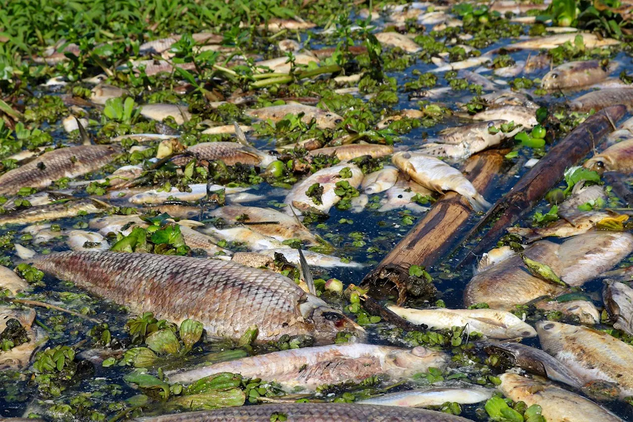 Rejeito de usina que causou tragédia ambiental em SP ameaça atingir o Rio Tietê