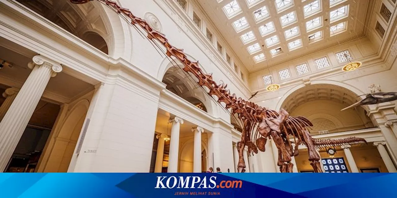 Apakah Tulang Dinosaurus di Museum Itu Asli?