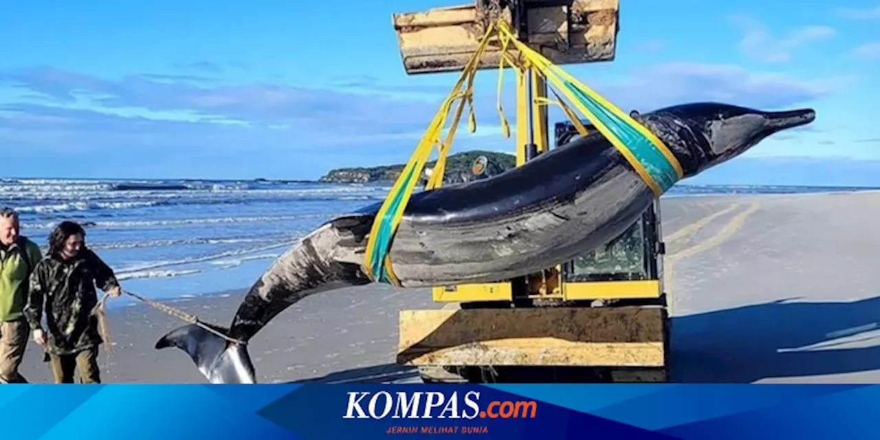 Paus Terlangka di Dunia Terdampar di Pantai Selandia Baru