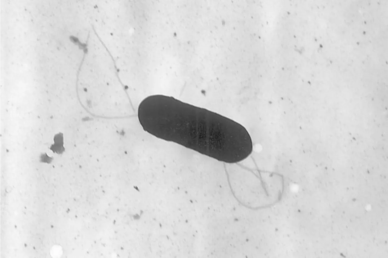 Two deaths linked to listeria food poisoning from meat sliced at deli counters