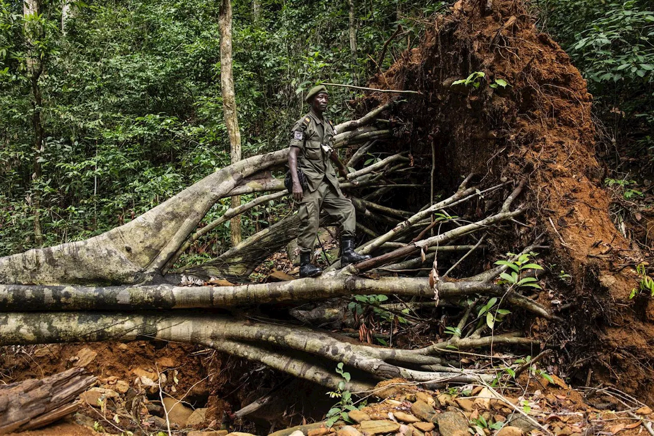 Les gardiens de Kambui livrent un combat inégal contre les chercheurs d'or et la déforestation