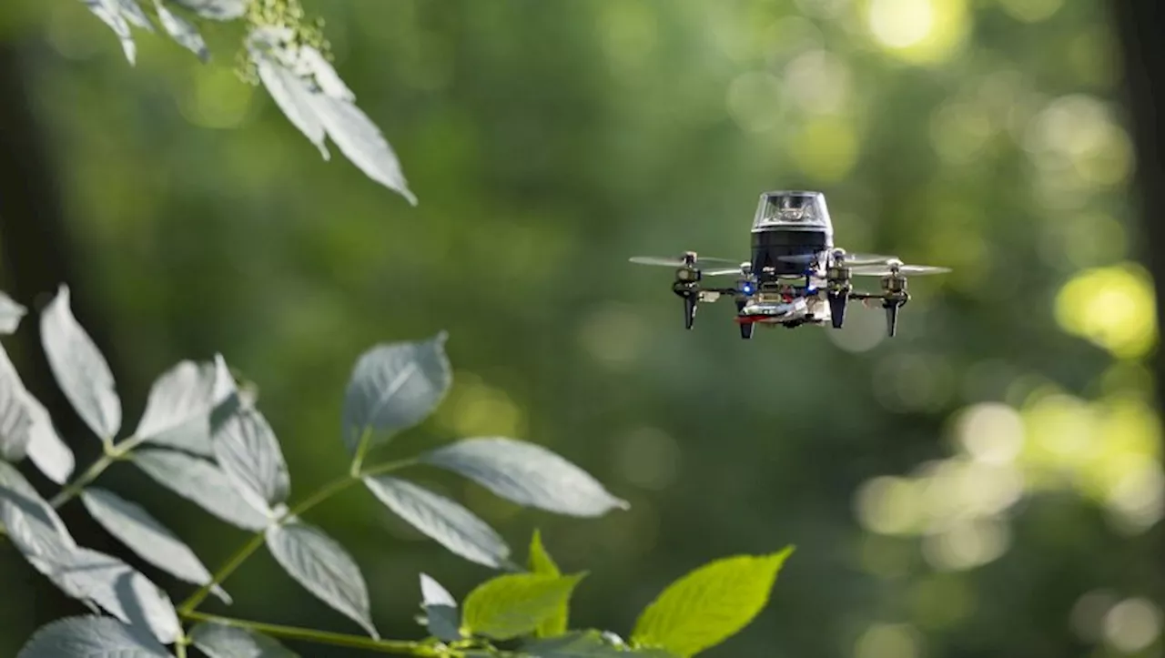 Comment les fourmis inspirent les drones autonomes de demain