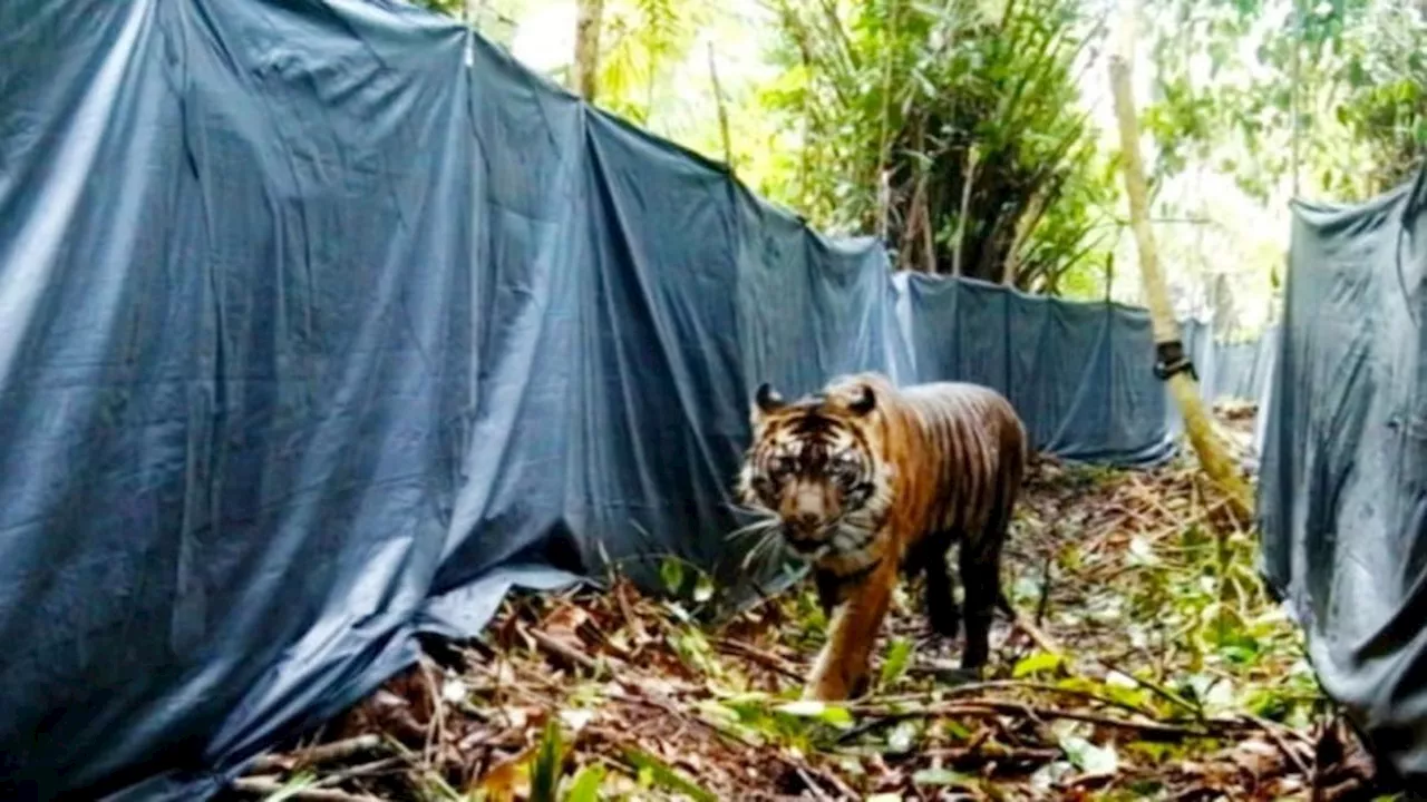 Pekerja Sawit di Kabupaten Siak Tewas Diterkam Harimau hingga Kepala Putus