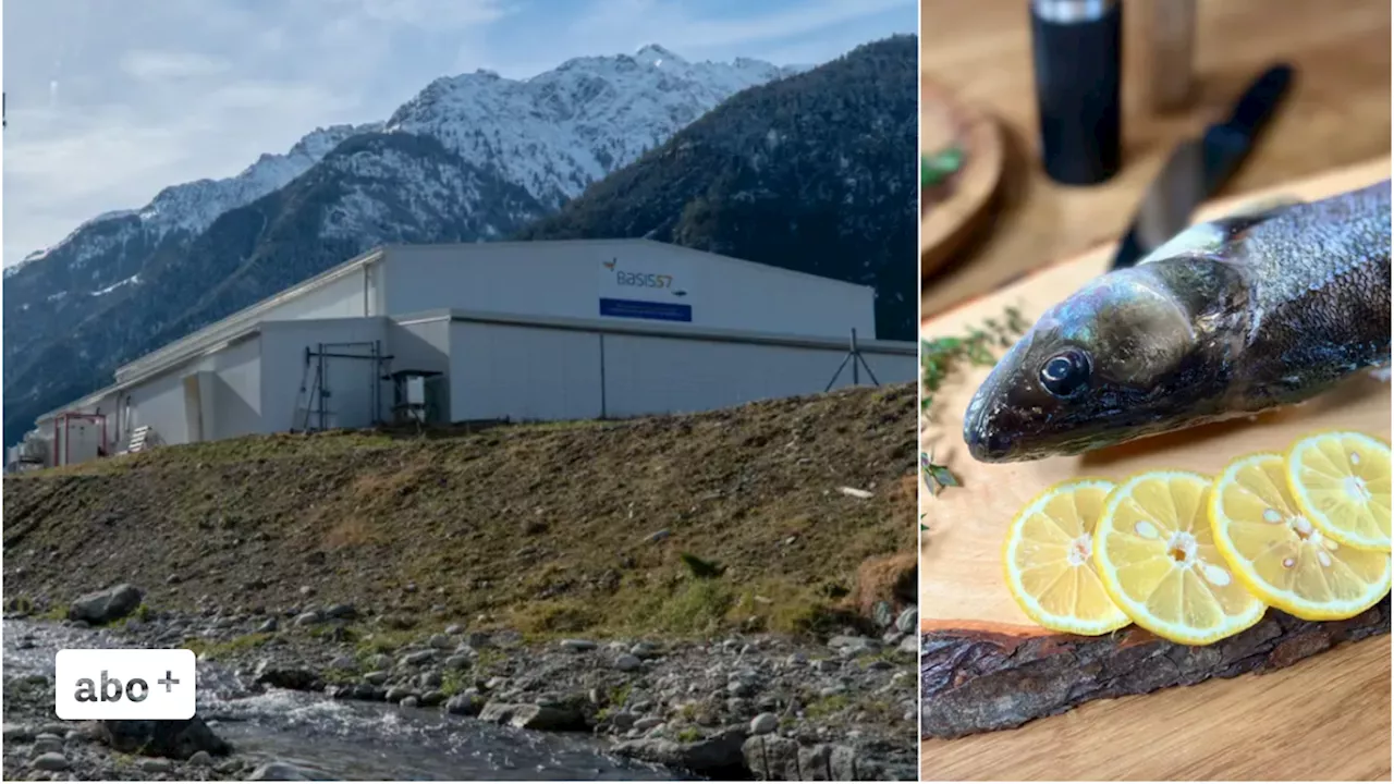 Nachfolge: Neben Gotthard-Zander gibt’s bald auch Lachs aus Uri