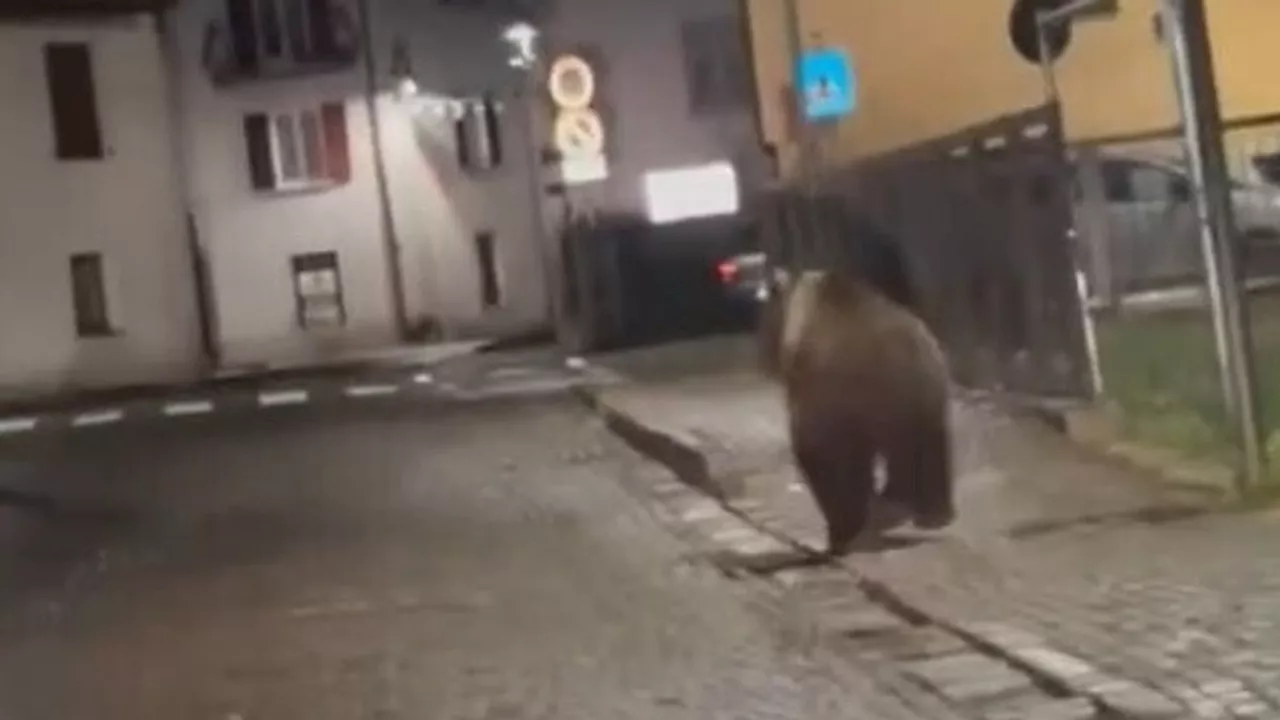 Trento, Tar blocca uccisione dell'orsa che ha aggredito turista