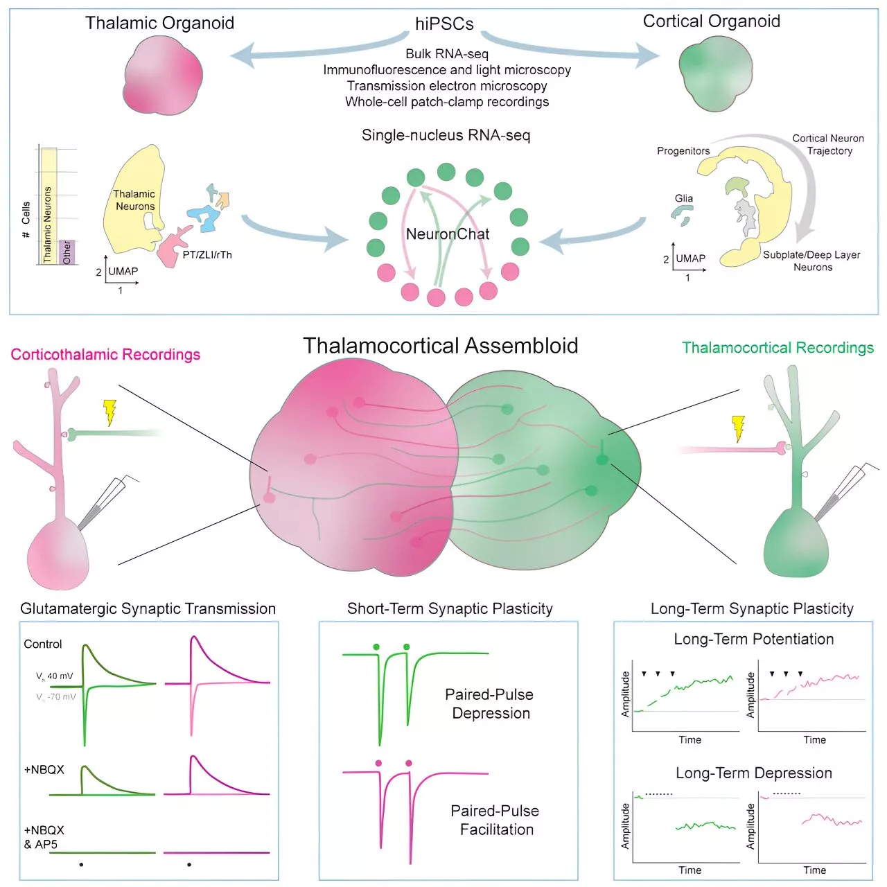 Lab-grown human neuron assembloids effectively model synaptic plasticity