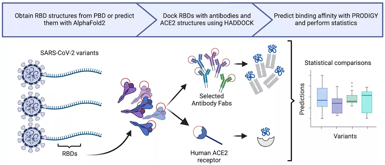 Research shows spike gene mutations do not correlate with increased SARS-CoV-2 variant severity