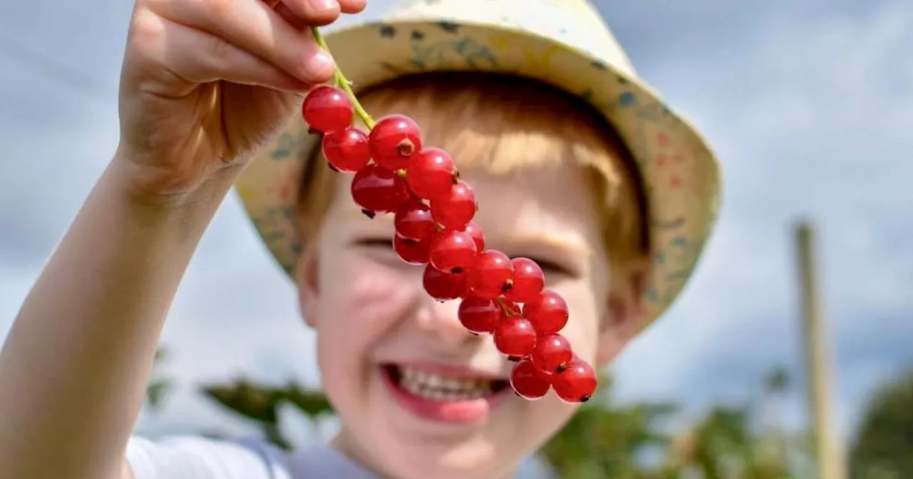 The £2.50 pick your own fruit farm including a punnet to take home