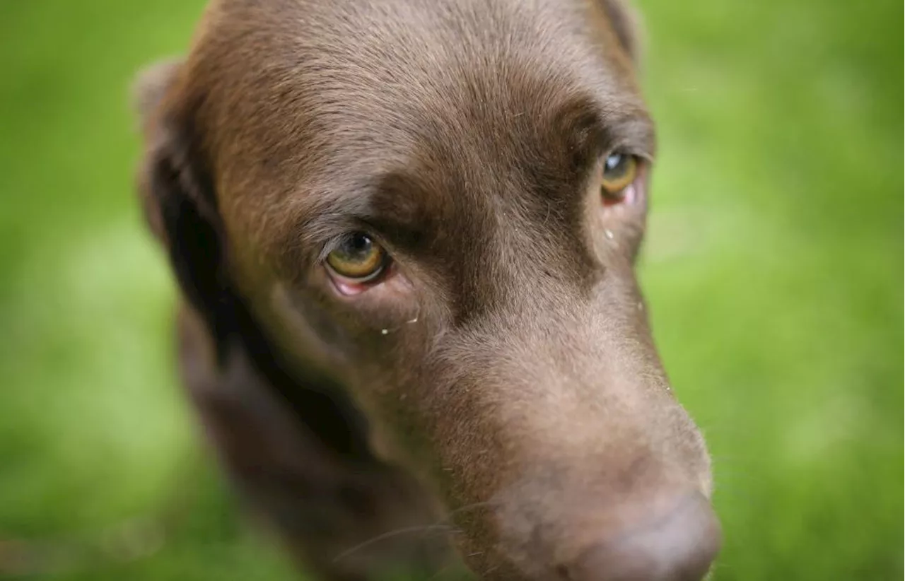 Mann lässt Hund im Auto in Wackersdorf bei praller Sonne zurück und bleibt uneinsichtig