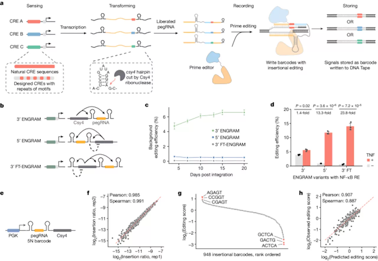 Symbolic recording of signalling and cis-regulatory element activity to DNA