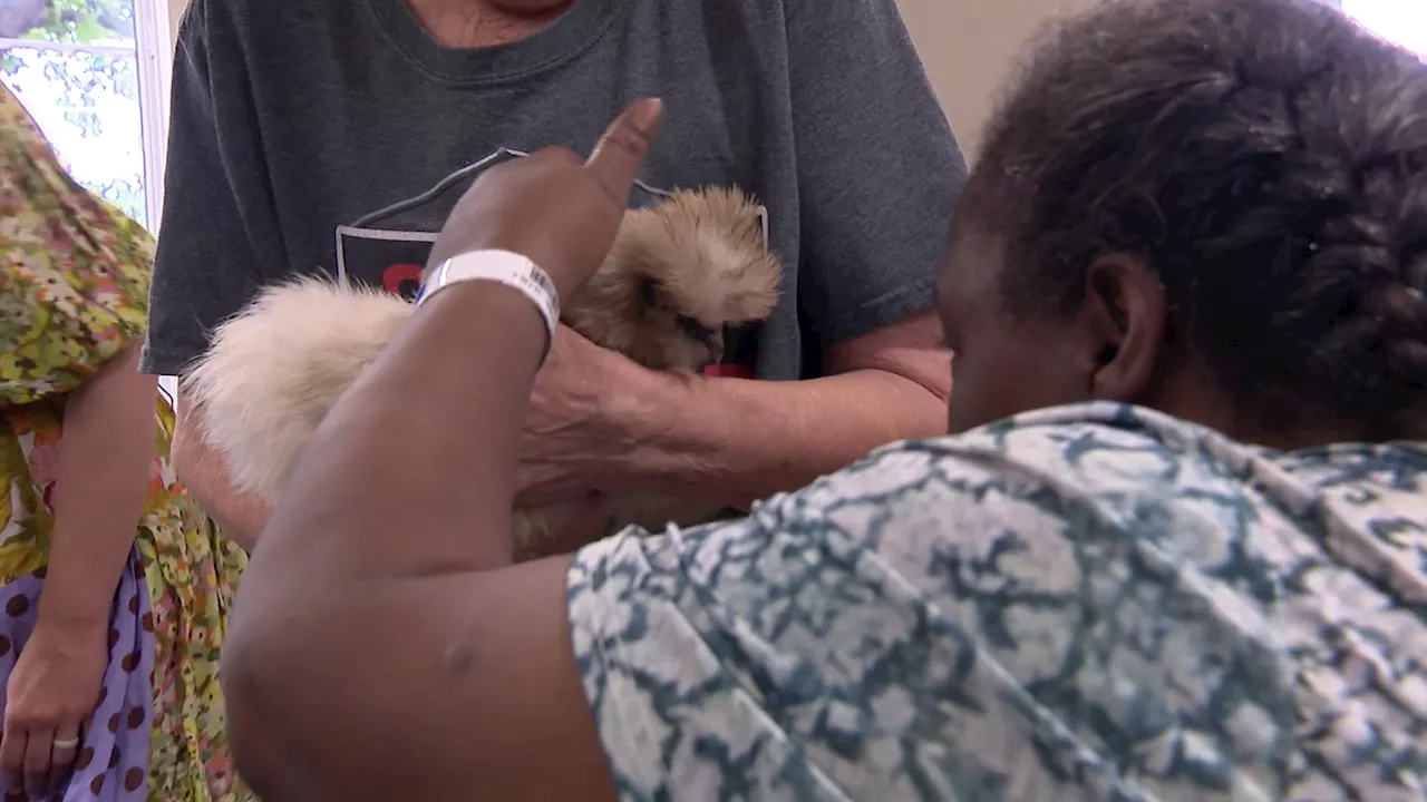 Healing Hens brings fine-feathered therapy to Dallas senior living home