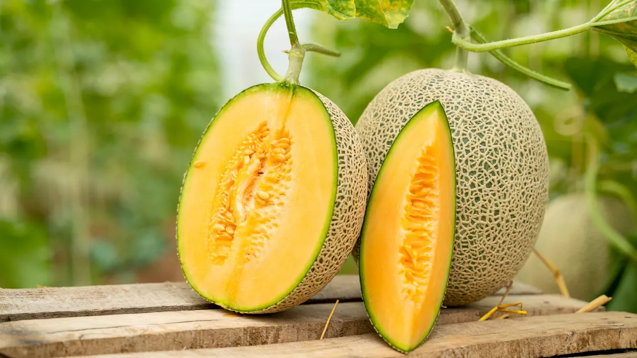 Melon Tasting Tours make a succulent return to Tanaka Farms