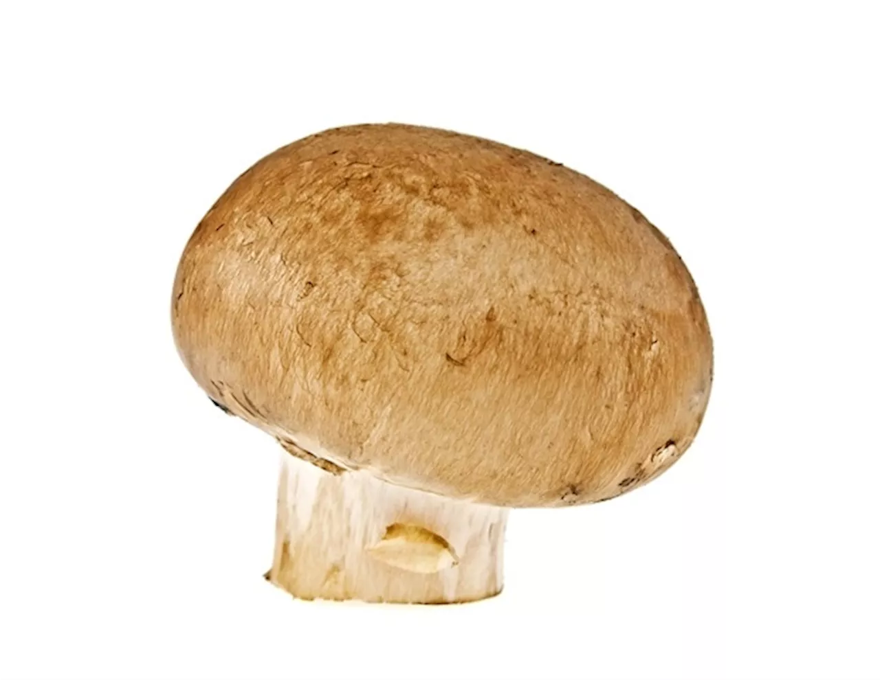 Psilocybin and undisclosed ingredients found in popular mushroom gummies