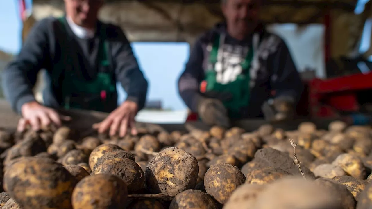 Nordrhein-Westfalen: Kartoffeln teuer - Regen führt mancherorts zu Totalausfällen