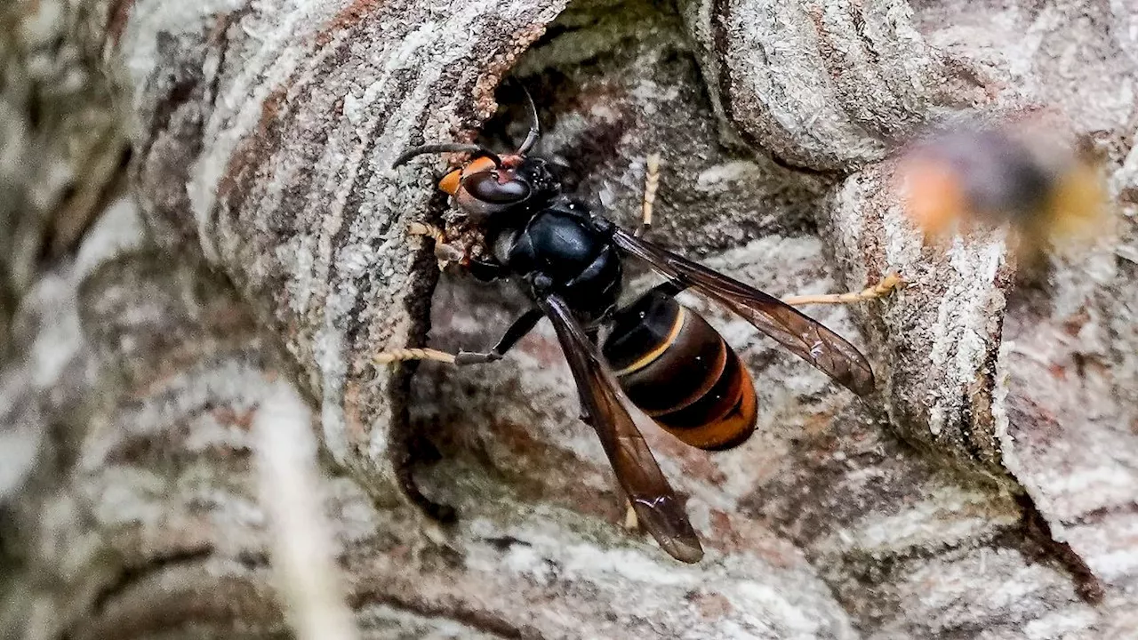 Sachsen: Gefahr für Bienen: Asiatische Hornisse bald in Sachsen?