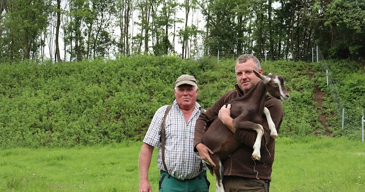 Blauzungen-Krankheit erreicht Kreis Herford: Wie bereiten sich Bünder Landwirte vor?