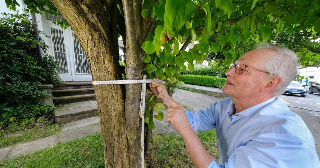 „Verrückt“: Bielefelder will prächtigen Baum fällen – obwohl er ihn eigentlich behalten möchte