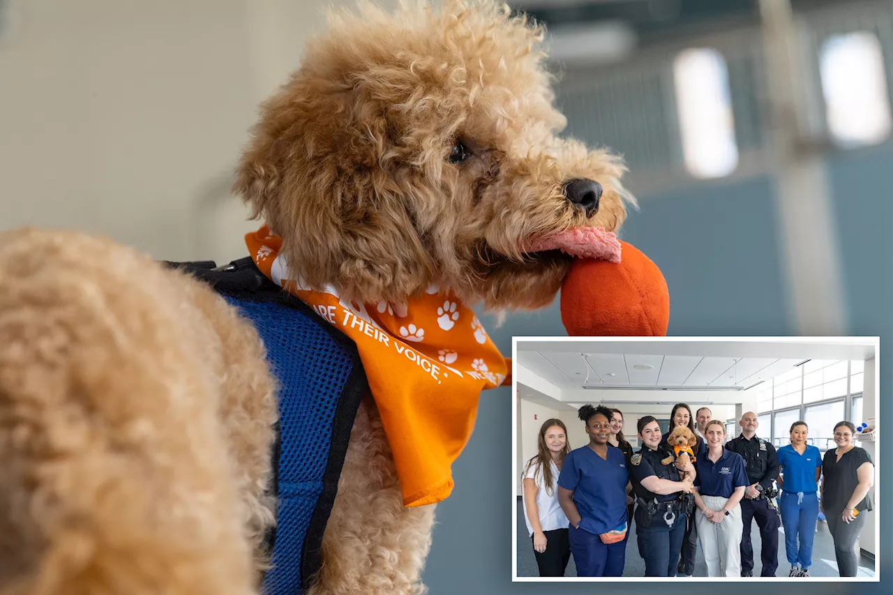 Mini-poodle thrown off ledge by heartless owner has heartwarming reunion with NYPD cops who rescued him