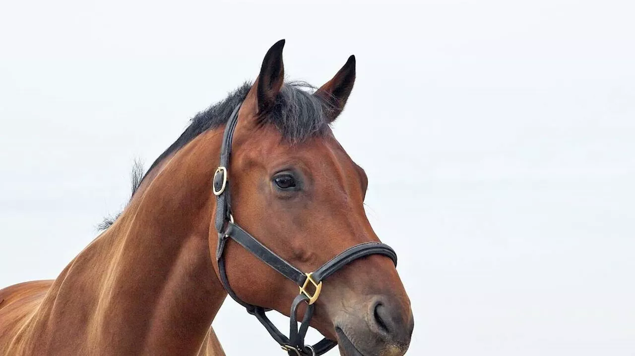 Onze chevaux meurent dans un accident de la route sur l’autoroute A16