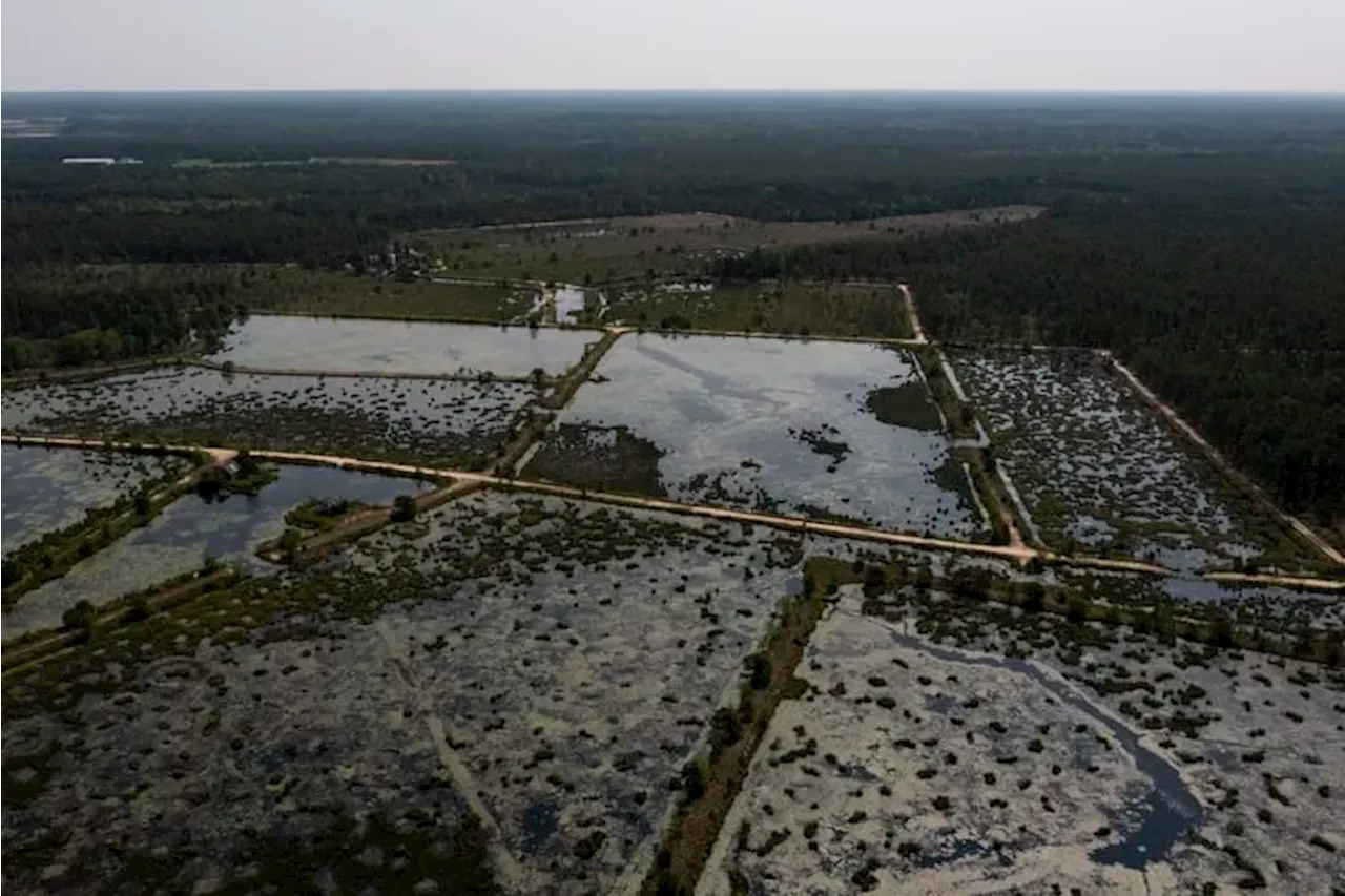 🌲 Explore the Pine Barrens | Outdoorsy Newsletter