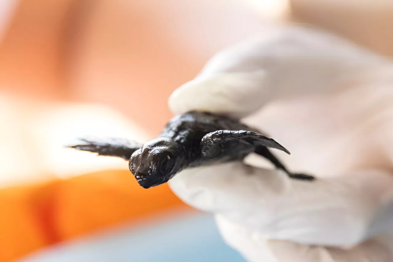 Moonlit scramble across the sand for Turkey's booming baby turtle population