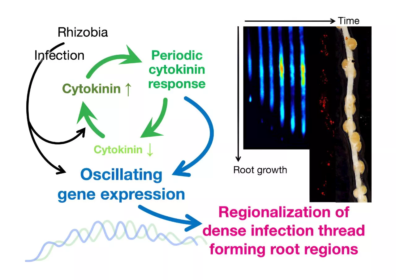 Rhythmic gene expression in plants is crucial for symbiosis with nutrient-providing bacteria, study finds