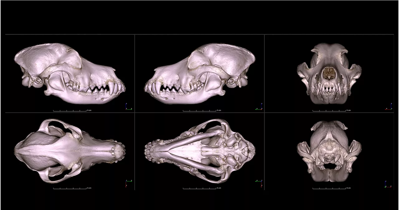 What does a pug skull look like? University digitizes skulls of 152 dog breeds.