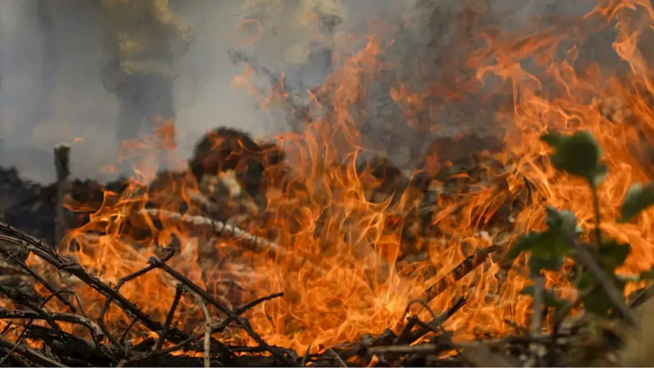 Incêndios no Pantanal causam maior devastação registrada desde 1998