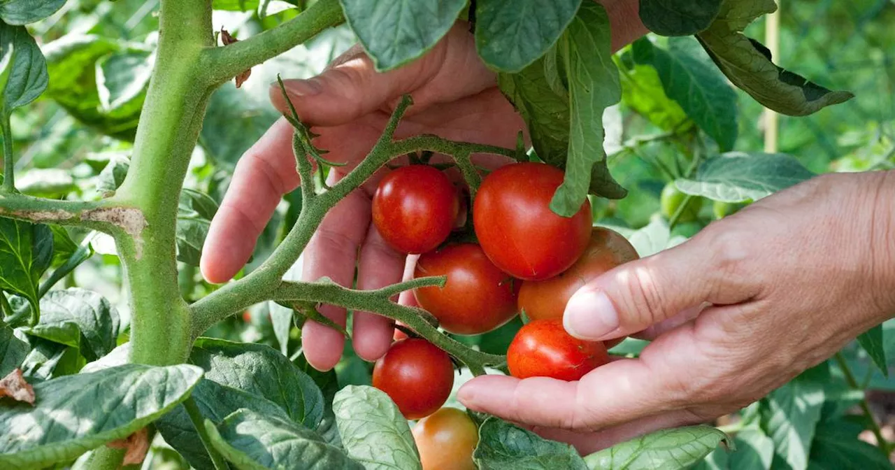 Gartentipps: So werden Ihre angebauten Tomaten noch leckerer​