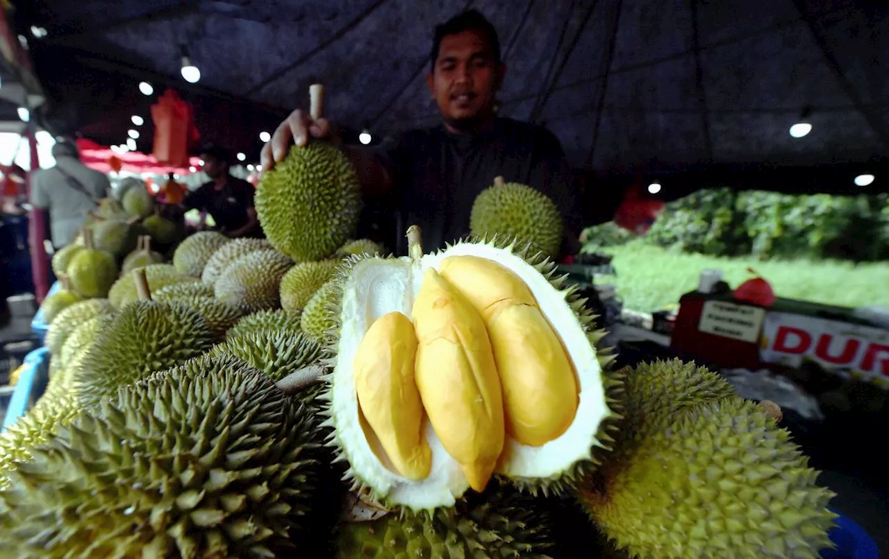 Durian season: Indulge in 'king of fruits' moderately, urge dieticians