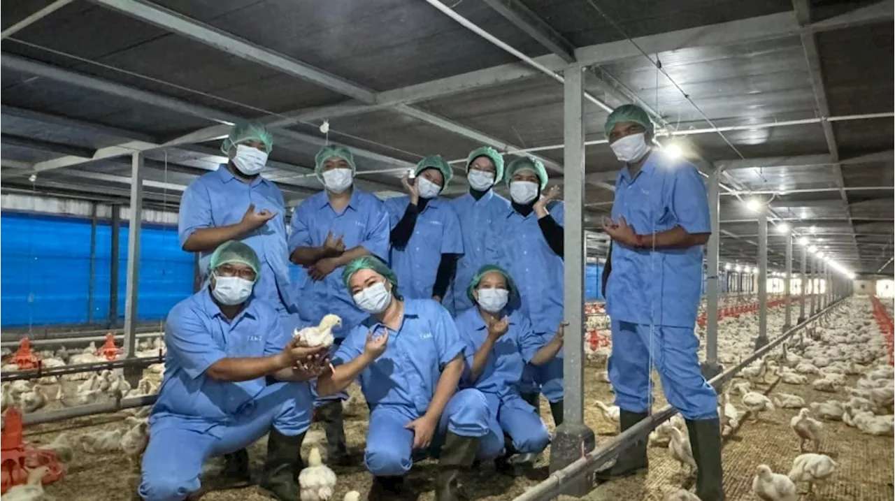 Terapkan Budaya Modern Ayam Probiotik, Ini Fasilitas Kandang Ayam Milik Japfa di Cirebon