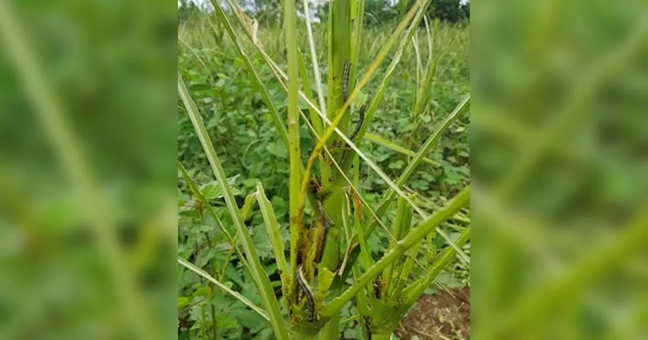 DA 7: Fall armyworms, El Niño devastates farming communities