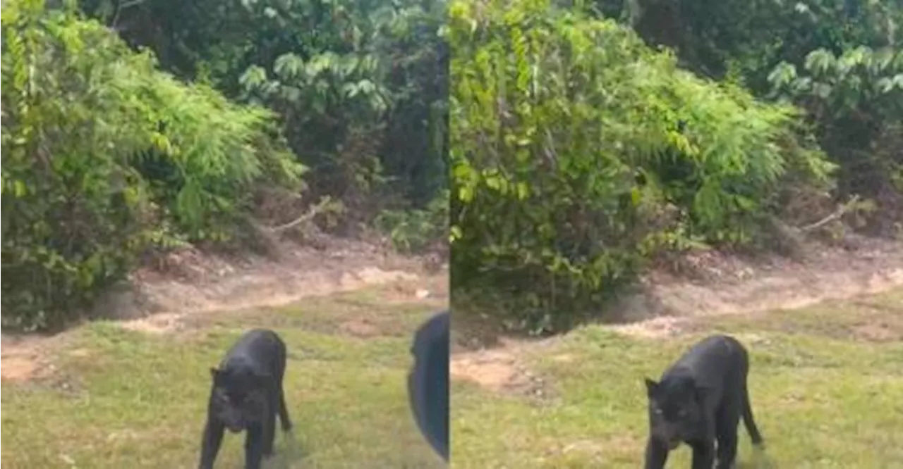 M’sian driver accidentally hits black panther, animal survives