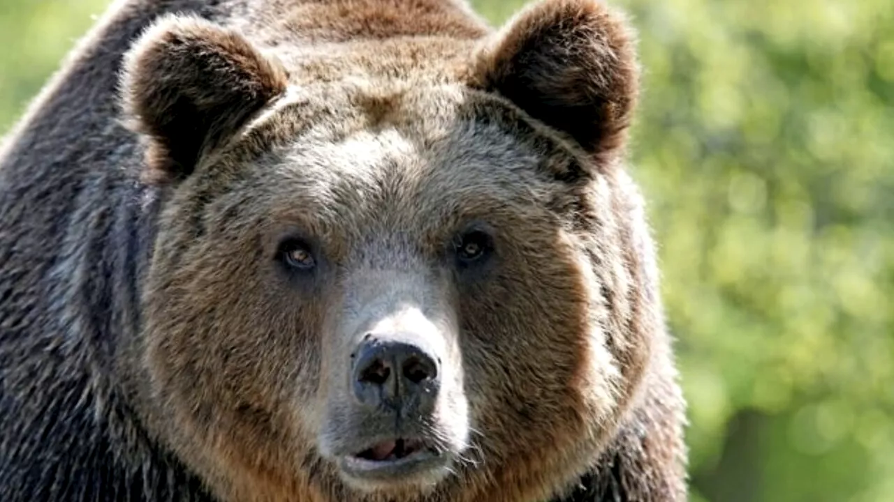 Basta salvare l'orso, proteggiamo gli abitanti del Trentino