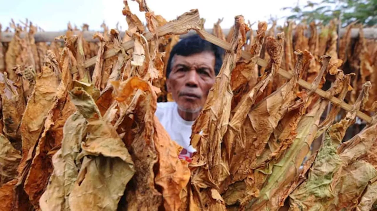 Penyederhanaan Struktur Tarif Cukai Rokok Bakal Suburkan Rokok Ilegal, Ini Penjelasannya