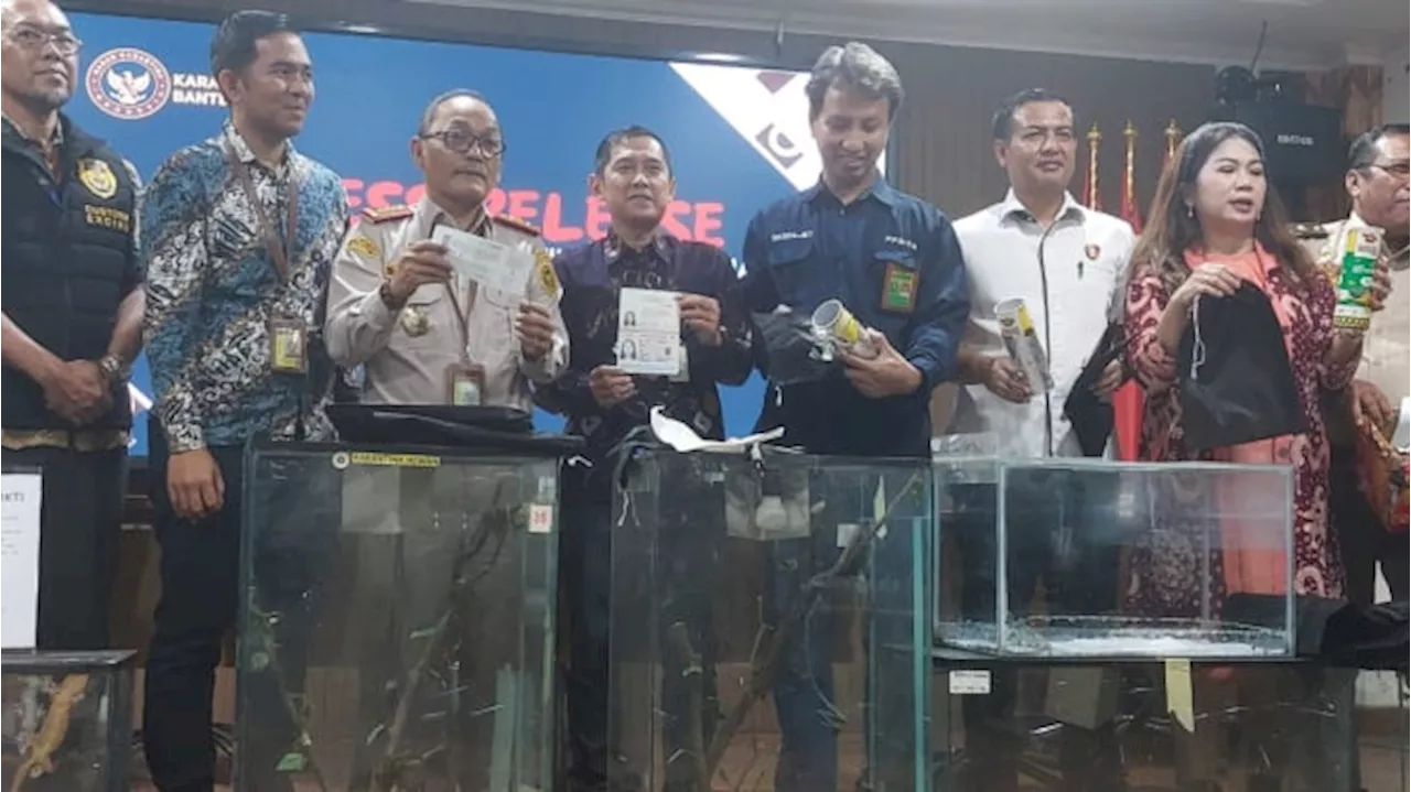 Warga Korea Selatan Diamankan Karena Selundupkan 94 Ekor Reptil di Bandara Soetta