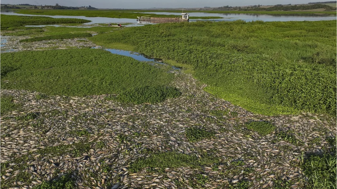 Brasilien: Massensterben in Fluss – Ermittler vermuten Öko-Verbrechen