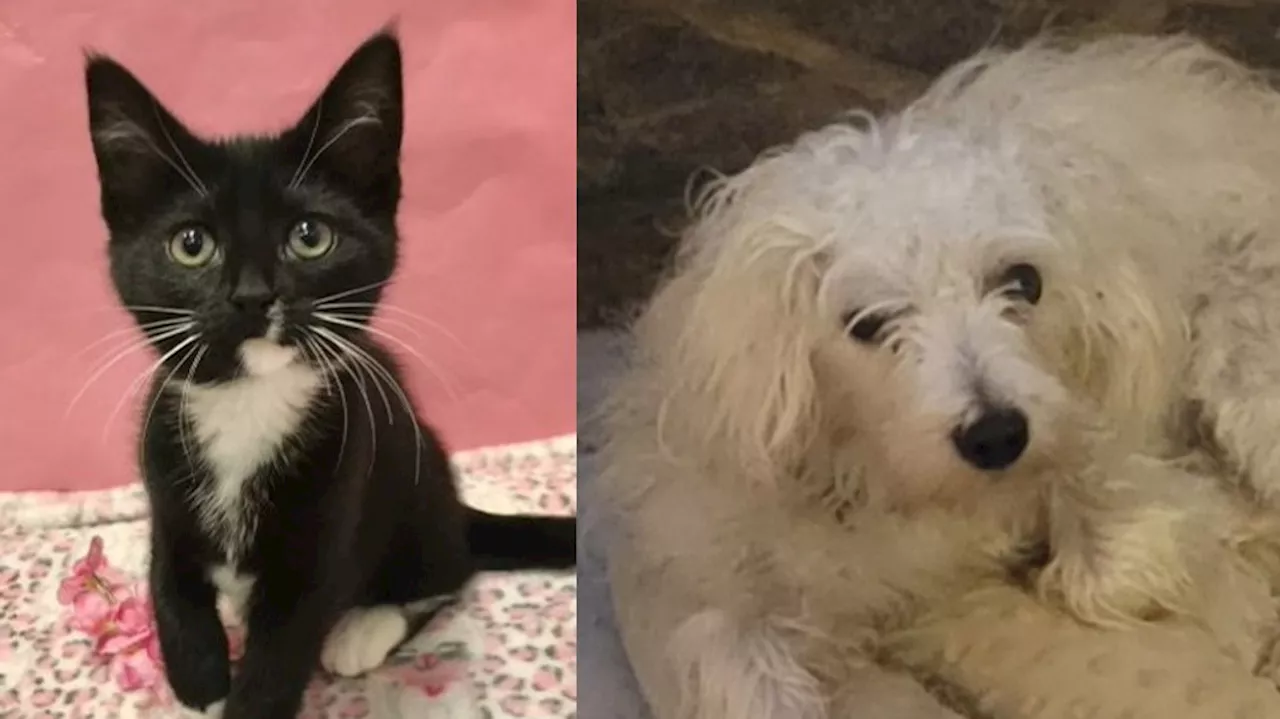 Fur Baby Friday: Stray dog Noodle and kitten Olivia need loving homes