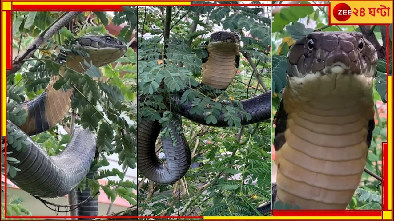 12ft King Cobra Viral Video: হাড়হিমকাণ্ড, বাড়ির বাগানে ঝুলছে ১২ ফিটের কিং কোবরা! তেড়ে এল ফণা উঁচিয়ে...