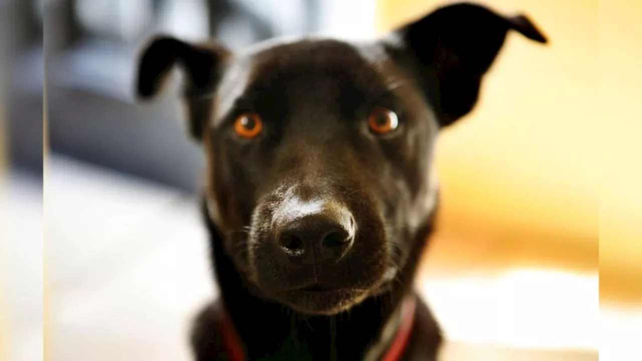 Couple fined $1500 for taking dog into national park on Great Barrier Reef