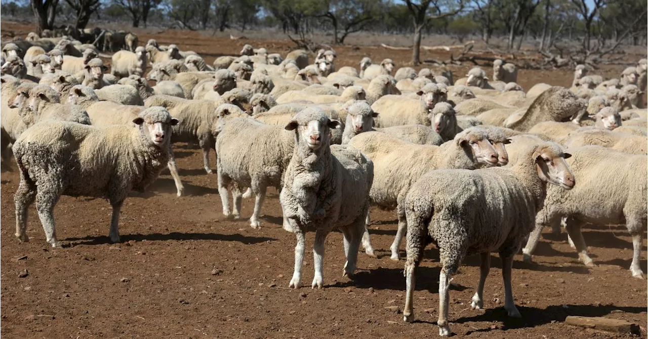 Australian sheepmeat exports to Brazil resume after four year pause