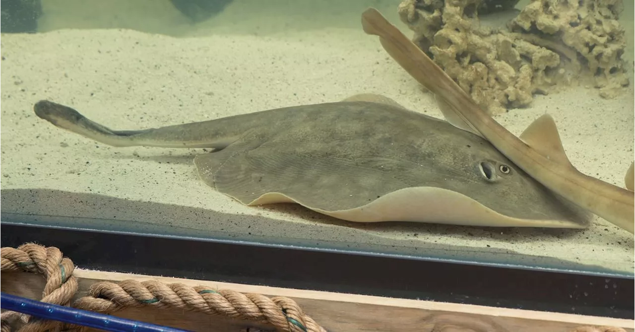 Charlotte the stingray who got pregnant without a male has died, aquarium says