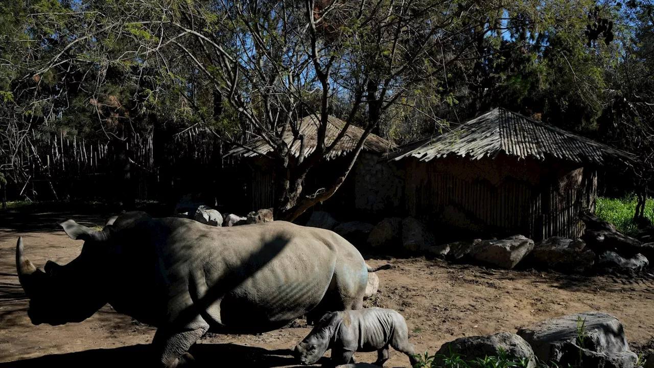 A white rhino is born in a Chilean zoo, boosting the near-endangered species