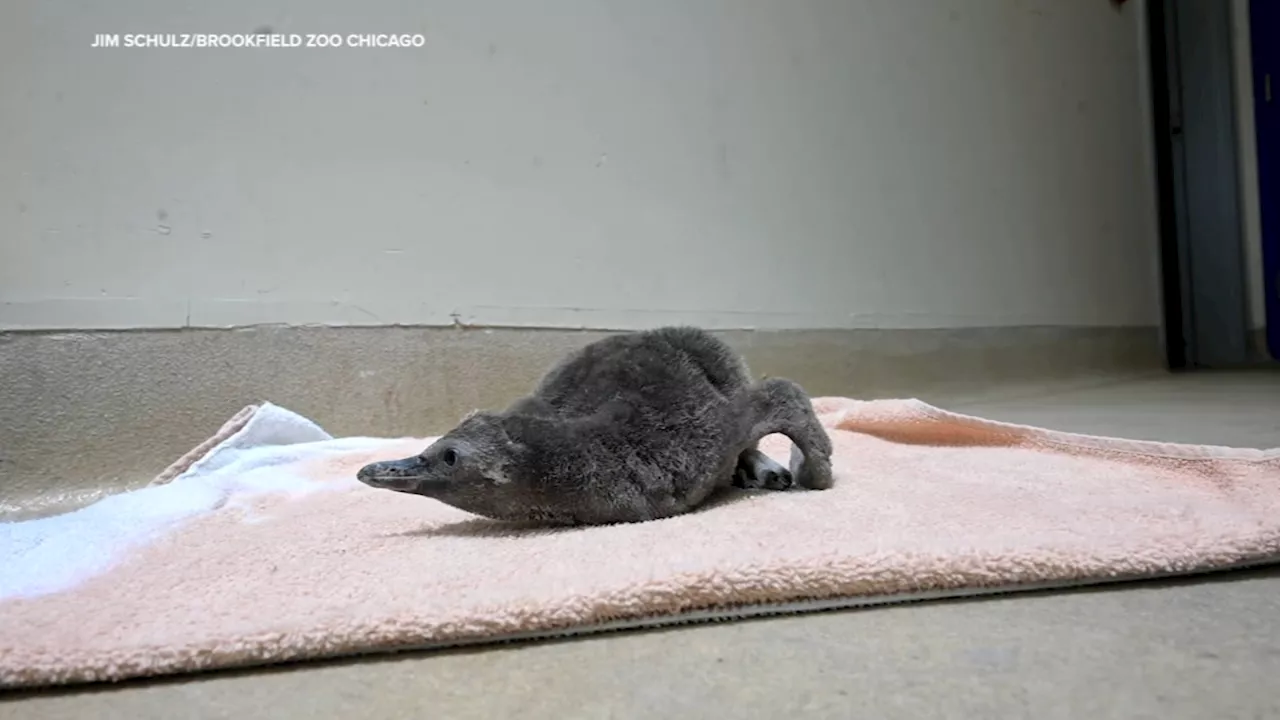 New Humboldt penguin chick is thriving at Brookfield Zoo Chicago