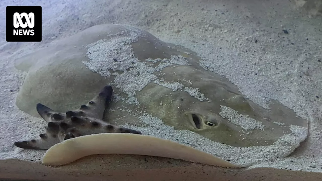 Charlotte, stingray whose 'mystery pregnancy' intrigued the world, dies in US aquarium